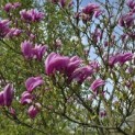 Magnolia 'Betty' - Foto 2