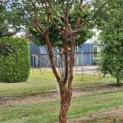 Acer griseum - 5