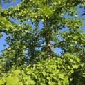 Ginkgo biloba - Foto 2