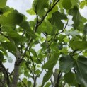 Ficus carica 'Brown Turkey' - 4