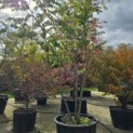 Prunus x Subhirtella 'Autumnalis' - 1
