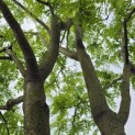 Gleditsia triacanthos ‘Inermis' - 1