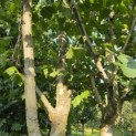 Platanus x Hispanica - Foto 3