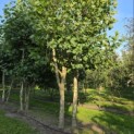 Platanus x Hispanica - Foto 2
