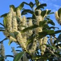 Prunus laurocerasus 'Rotundifolia' - Foto 5
