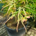 Acer palmatum 'Dissectum' - Afbeelding 6