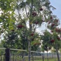 Sorbus 'Dodong' - 4