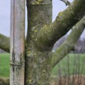 Malus domestica 'Rode Boskoop' - nr 2752 in december 2025