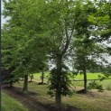 Fagus sylvatica - juni 2026