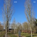Acer rubrum 'Scanlon' - 6