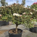 Rhododendron yakushimanum 'Hydon Velvet' - 3