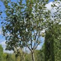Malus domestica 'Sijden Hempje' - Foto 5