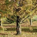 Metasequoia glyptostroboides - Foto 3