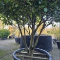 Camellia japonica - 5