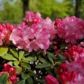 Rhododendron Yakusmanum'Marlis' - Foto 4