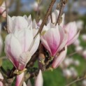 Magnolia soulangeana - Foto 1