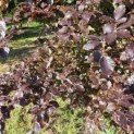 Fagus sylvatica 'Atropunicea' - mei 2026