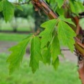 Acer griseum - Foto 3