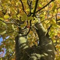 Fagus sylvatica 'Atropunicea' - 1