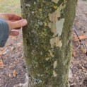 Platanus hispanica - 3