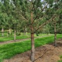 Pinus sylvestris - Afbeelding 1