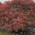 Acer palmatum 'Garnet' - Foto 4