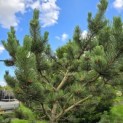 Pinus nigra Oregon Green - 6