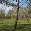 Pinus sylvestris - Foto 6
