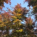 Fagus sylvatica 'Atropunicea' - 2