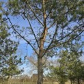 Pinus sylvestris - Foto 3