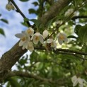 Styrax japonicus - 2