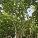 Styrax japonicus - 1