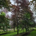 Fagus sylvatica 'Atropunicea' - Foto 1