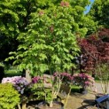 Aesculus x carnea 'Briotii' - 2
