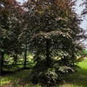 Fagus sylvatica 'Atropunicea' - 2