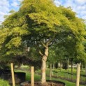 Acer palmatum 'Dissectum' - Foto 2