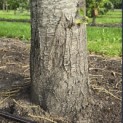 Castanea sativa - 10
