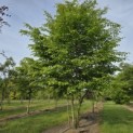 Carpinus betulus - Foto 1
