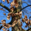 Fagus sylvatica 'Atropunicea' - Foto 7