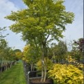 Acer palmatum - Foto 1