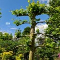Platanus hispanica - 5