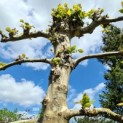 Platanus hispanica - 6