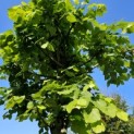 Tilia Tomentosa - 1