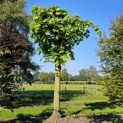 Tilia Tomentosa - 2