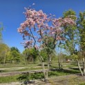 Malus floribunda - 8