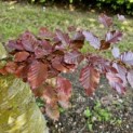 Fagus sylvatica 'Atropunicea' - Foto 3