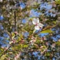 Prunus 'The Bride' - Foto 1