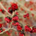 Parrotia persica 'Vanessa' - impressie bloei
