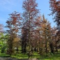 Fagus sylvatica 'Atropunicea' - 3