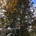 Fagus sylvatica 'Atropunicea' - 4